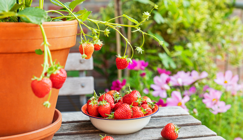 strawberries